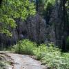 The trail as it makes its way toward a burned out section of the forest.