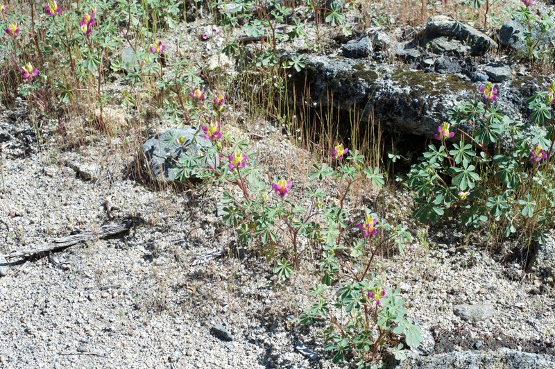 Flowers bloom along the trail in the spring time.