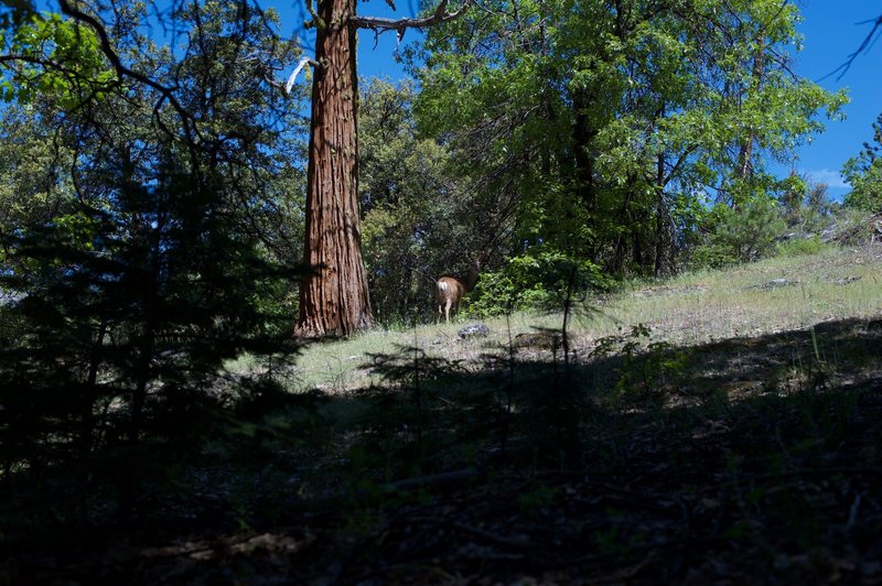 A deer feeds in the trees on the side of the trail.