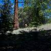 A deer feeds in the trees on the side of the trail.