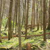 Cove Hardwood Nature trail in a section of younger trees.