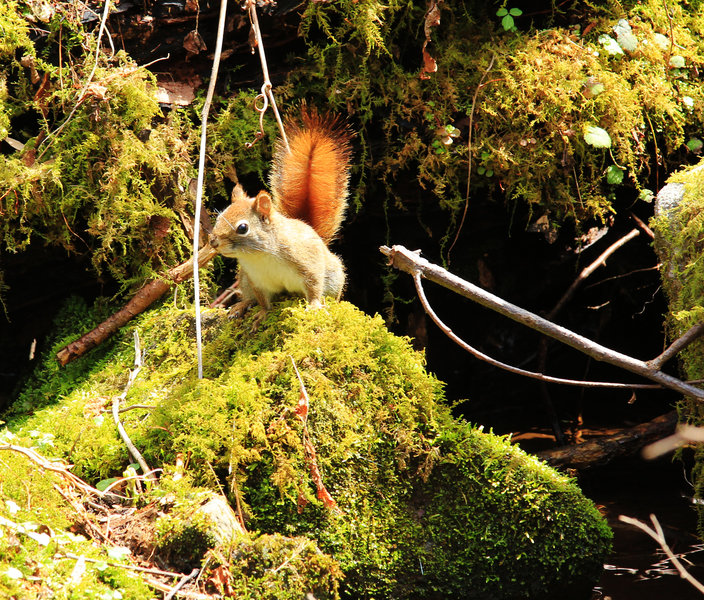 Red squirrel at a stream crossing.