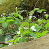 Patch of white trillium in bloom.