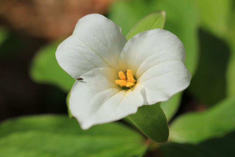 White trillium.