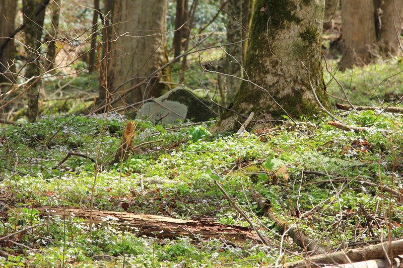 Spring wildflowers along the upper part of the trail.