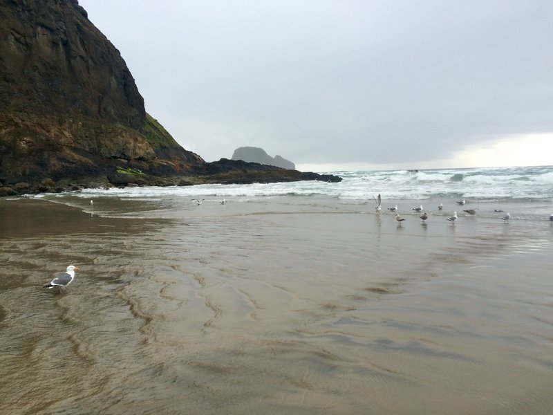 Seagulls wading in the water at Short Beach.