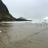 Seagulls wading in the water at Short Beach.