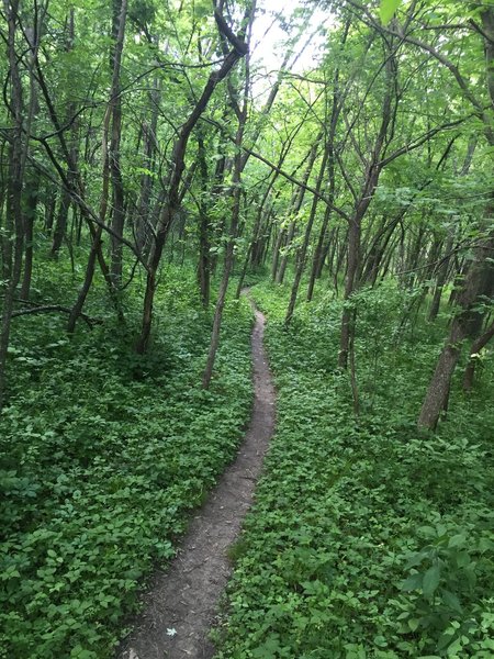 Clear Creek natural surface singletrack.