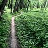 Singletrack on the Clear Creek natural surface trail.