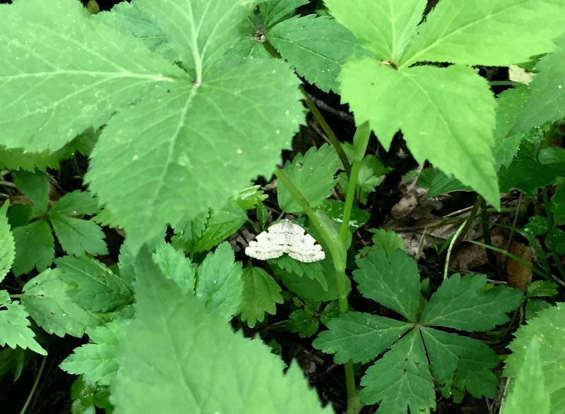 Fauna: unidentified moth on a leaf on the side of the trail.