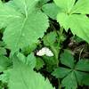 Fauna: unidentified moth on a leaf on the side of the trail.