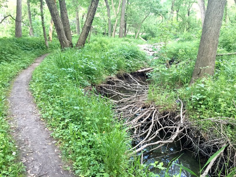 Exposed tree roots alongside the singletrack.