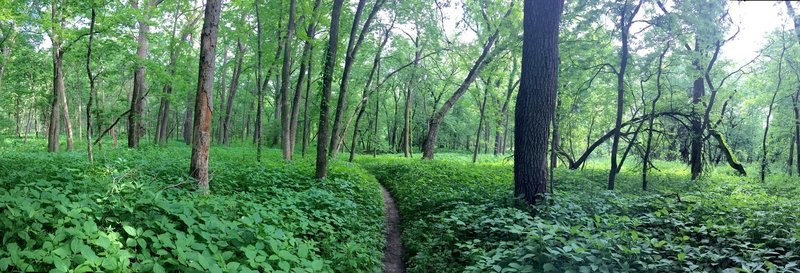 Singetrack cutting through the clear creek greenway.