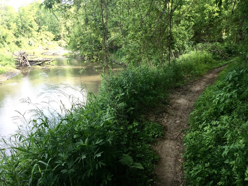 Singletrack along Clear Creek.