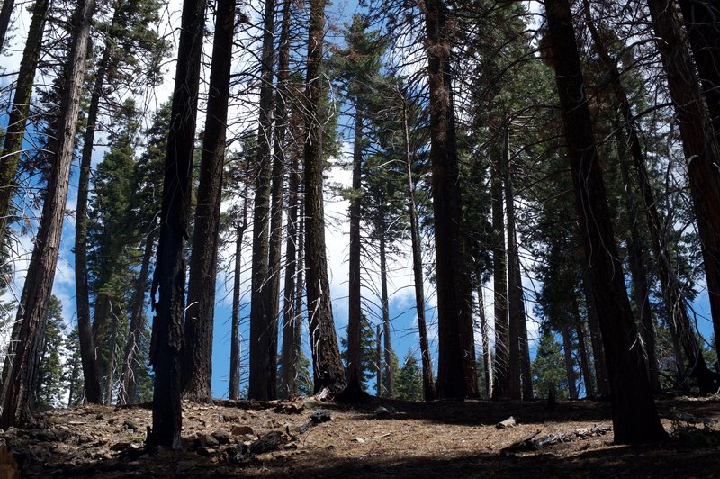 The fire has opened up the forest floor so more sunlight can reach the plants below.