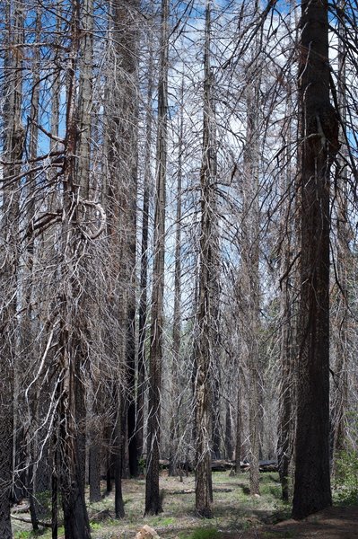 The forest has opened up and is beginning to recover from the Rim Fire.