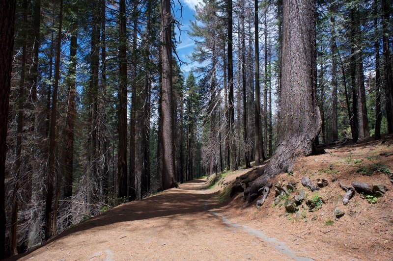 The Old Big Oak Flat Road continues to Hodgdon Meadow as it passes through the Tuolumne Grove.