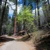 Thanks to the Rim Fire, more sunlight makes it to the forest floor, allowing new plants to thrive and restore the forest.