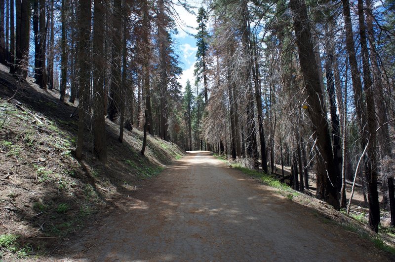 The trail as it makes its way back to the trailhead. It's a pleasant trail, popular with families.