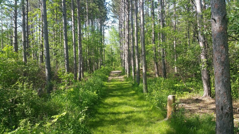 Row of pines near the campsites on the Short Loop.