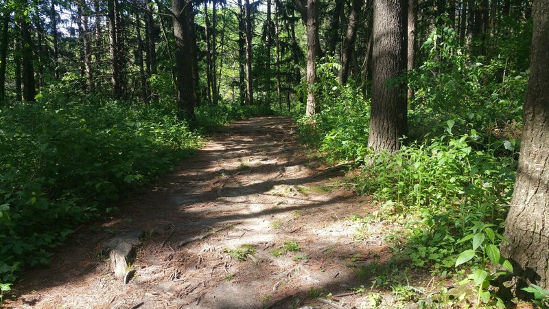 Heading north up the Short Loop's east trailhead.