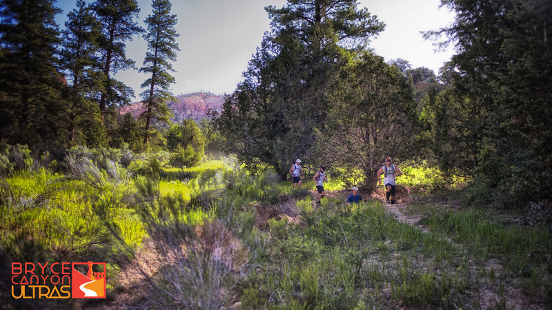 Running through the forest with the hoodoos behind the runners.