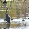 Lots of bird watching.