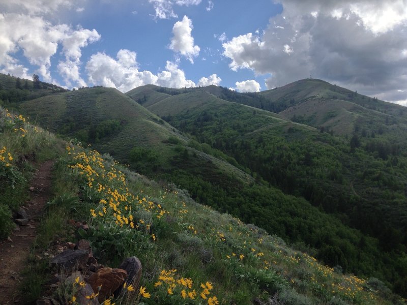 Early summer view of Kinport Peak (radio towers) from Sterling-Justice trail above Cusick Creek.