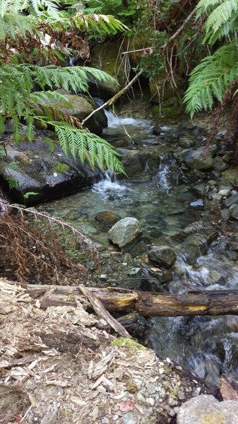 East Fork of Pine Creek.