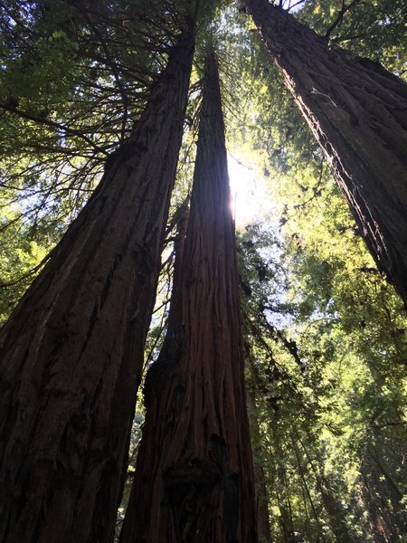 Among the redwood giants.