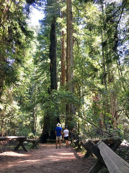 A quiet stretch of the Pioneer Nature Trail.