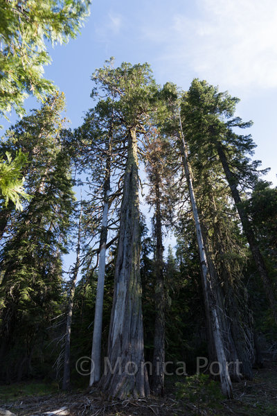 Big trees.