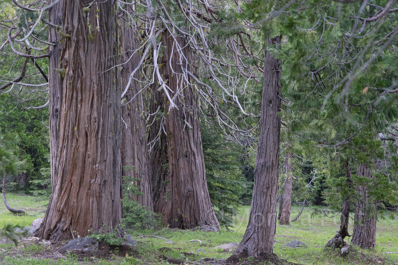 Cedar Basin.