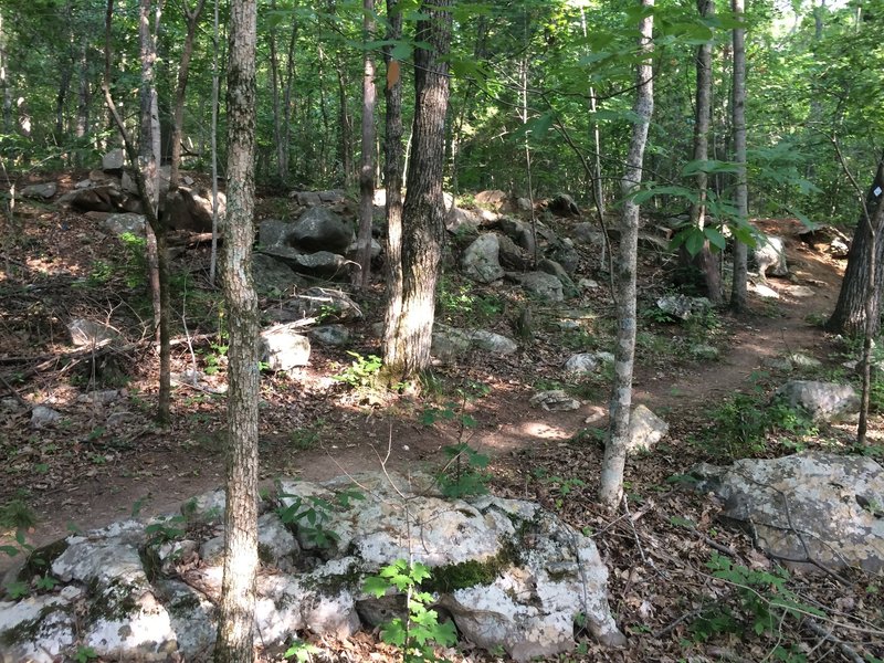 Approach to a man-made berm used to create a creekbed.