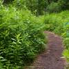 Acadia greenery.