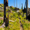 Trail through the '88 burn. with permission from Hobbes7714 Photo Credit: Andrew Wahr  Link: https://twitter.com/WahrAndrew