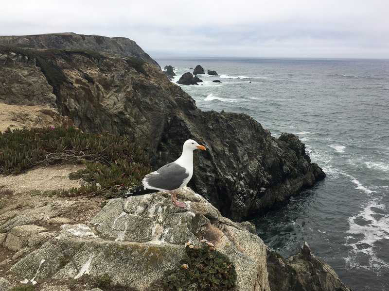 Guarding the coast... or wanting a bite of my sandwich?