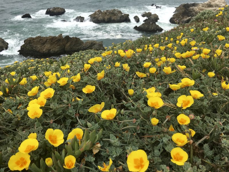 California poppies on the rugged CA coastline.