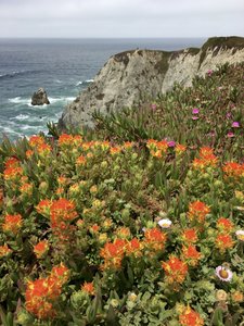 Iceplant blooming in early June.