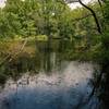 Secluded wetland on the Upland Trail.