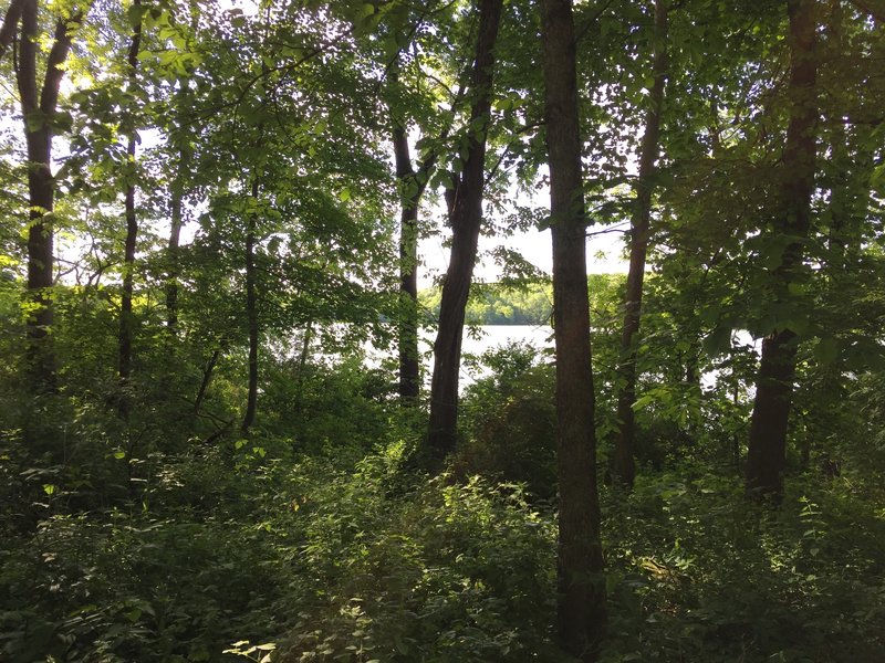 Lake MacBride through the trees from the Angler's Point Trail.