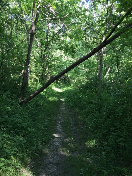 Field Campus Trail, low clearance.