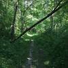 Field Campus Trail, low clearance.