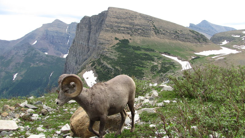 Bighorn Sheep at Grinnell Glacier, Many Glacier area. with permission from phil h