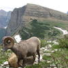 Bighorn Sheep at Grinnell Glacier, Many Glacier area. with permission from phil h