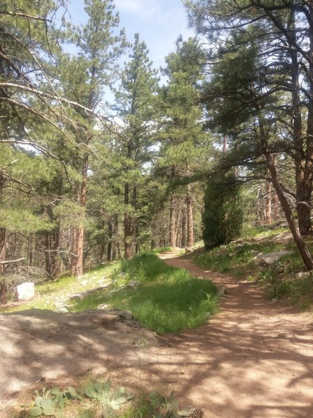 Entering the shady ponderosa forest.