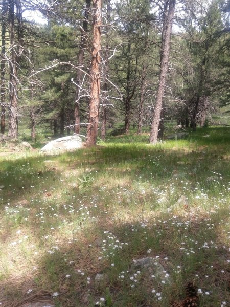 Wildflowers blanket the forest floor here.