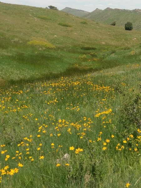 Flower-filled meadows thrive along the wetter parts of the trail.