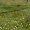 Flower-filled meadows thrive along the wetter parts of the trail.