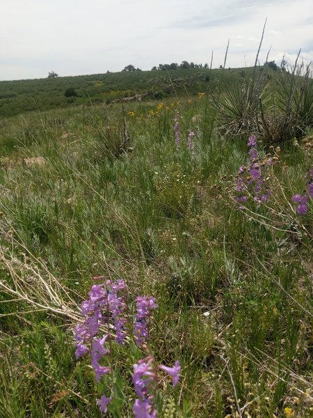 More wildflowers around every bend.